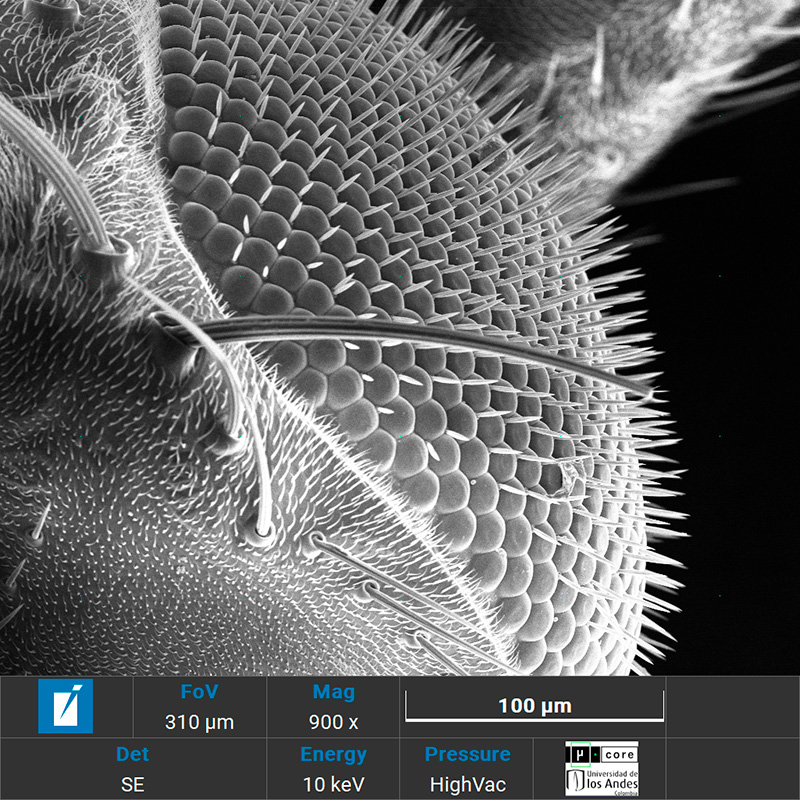 MicroCore de la Vicerrectoría de Investigación y Creación de la Universidad de los Andes